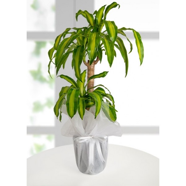 Dracena Massengena Canlı Saksı Çiçeği